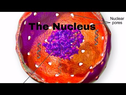 Cell parts and function-Nucleus-Nucleur membrane-nucleolus-nuclear pores