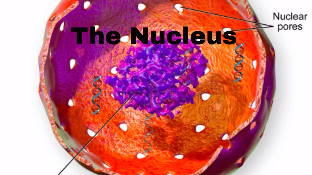 Cell parts and function-Nucleus-Nucleur membrane-nucleolus-nuclear pores