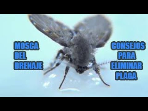 Video: 4 formas de deshacerse de las avispas