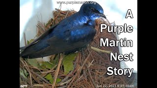 A Purple Martin Nest Story: 2023 Nestcam