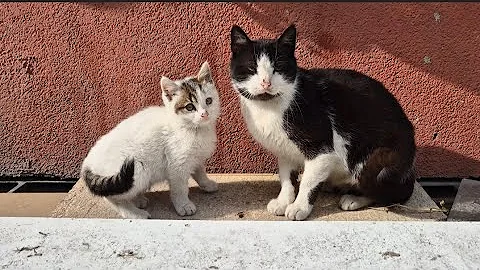 Watch the video about Mother cat has cute and timid kitten.