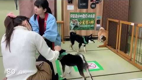 Mameshiba Dog Cafe in Akihabara | Tokyo City Tour