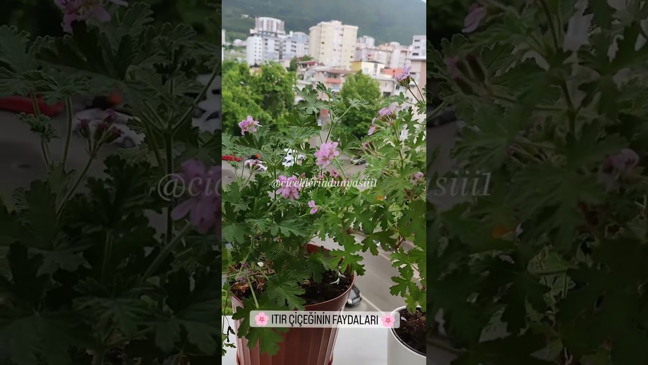 ITIR ÇİÇEĞİNİN FAYDALARI 🌿🌸🌿