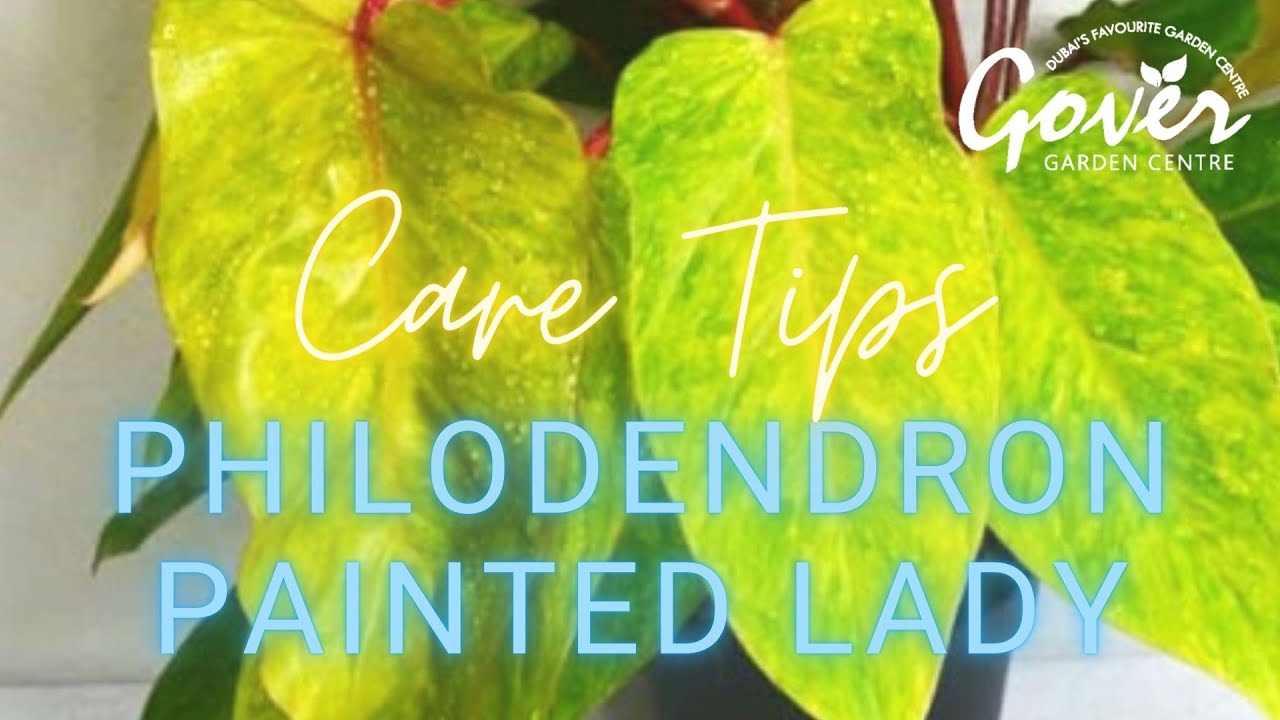 Philodendron Painted Lady | Care & Tips | Episode:4 | Gover Garden