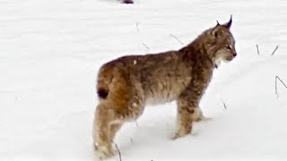 Canadian Lynx Mother & Kittens - UP  Close! by cubbeezx 4,109 views 4 years ago 21 seconds