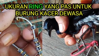 UKURAN RING BURUNG KACER DEWASA YANG PAS