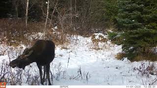 Young solo moose