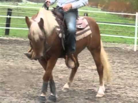 Video: Spoznavanje Najmanjšega Konja Na Svetu - Najljubši Veterinarski Spomin