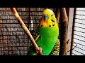 50 minutes of Budgie Best Friends Talking, Playing and Singing. 4K