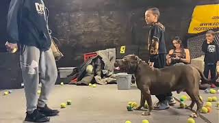 Питбул защищает хозаина обучения собак на защиту
