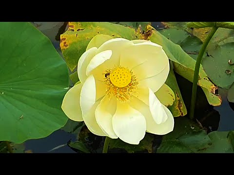 Video: Yellow Lotus, Or American Lotus