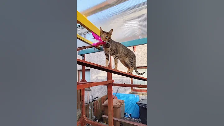 Watch the video about Hicks and Tyrion have a play. #cats #catbreed #savannah