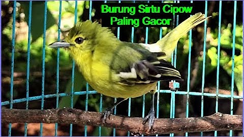 (INI Caranya) Burung sirtu cipow paling gacor ‼️ Solusi mengatasi cipoh macet bunyi