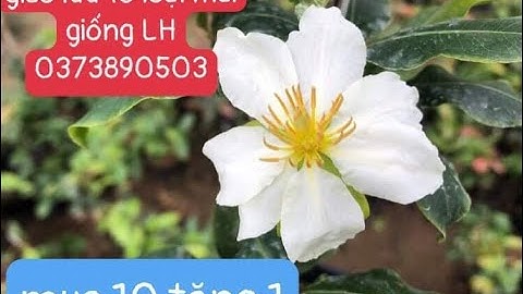 Phần 1:Cúc quý phi, mai xoắn, cúc bi, dảo siêu nụ,bạch mai,thanh mai, cúc lá gai LH 0373890503