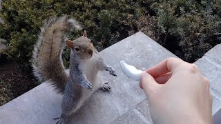 Squirrels' reactions to coconut
