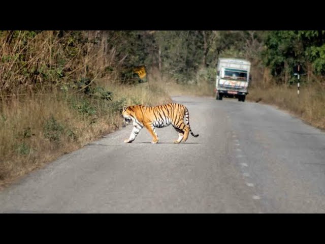 Tiger Reserve safari ||Srisailam forest|| Nallamala Forest - YouTube