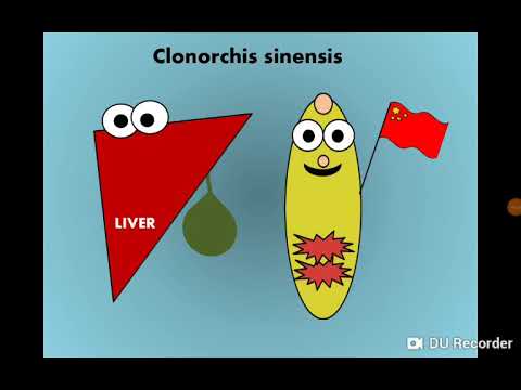 Clonorchis, Opisthorchis & Dicrocoelium (Liver Fllukes) المثقوبات الكبدية