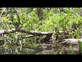 #3"Aquário natural"Selvagem pesca sub #Amazônia