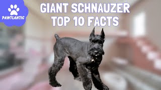 Giant Schnauzer  10 Fascinating Facts About this Majestic Breed!