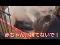 まさかの育児放棄か?母猫が我が子の匂いを拒否して口呼吸状態に(泣 1匹の赤ちゃんに何があるのか