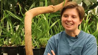The Talking Trees Project