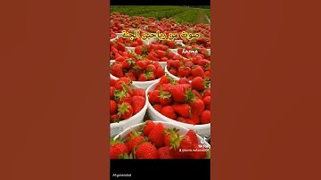 سورة الحشر القارئ احمد العجمي