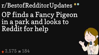 OP finds a Fancy Pigeon in a park and looks to Reddit for help
