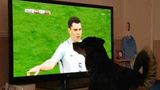 Dog watching football