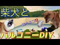 柴犬とDIY  バルコニーを快適にするには⁉️
