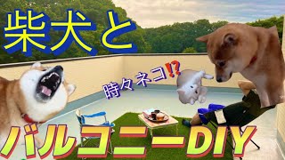 柴犬とDIY  バルコニーを快適にするには⁉️