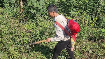 1 Buổi Đi Làm Cỏ Nương Cùng Bố Con Anh Sáng (Gà Trống Nuôi 4 Con) |Cói Lalin