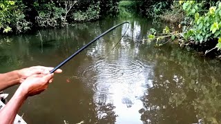 Bikin Ketagihan. Mancing Di Sungai Yang Masih Asri Tarikan Ikan Nya Memang Sangat Ganas