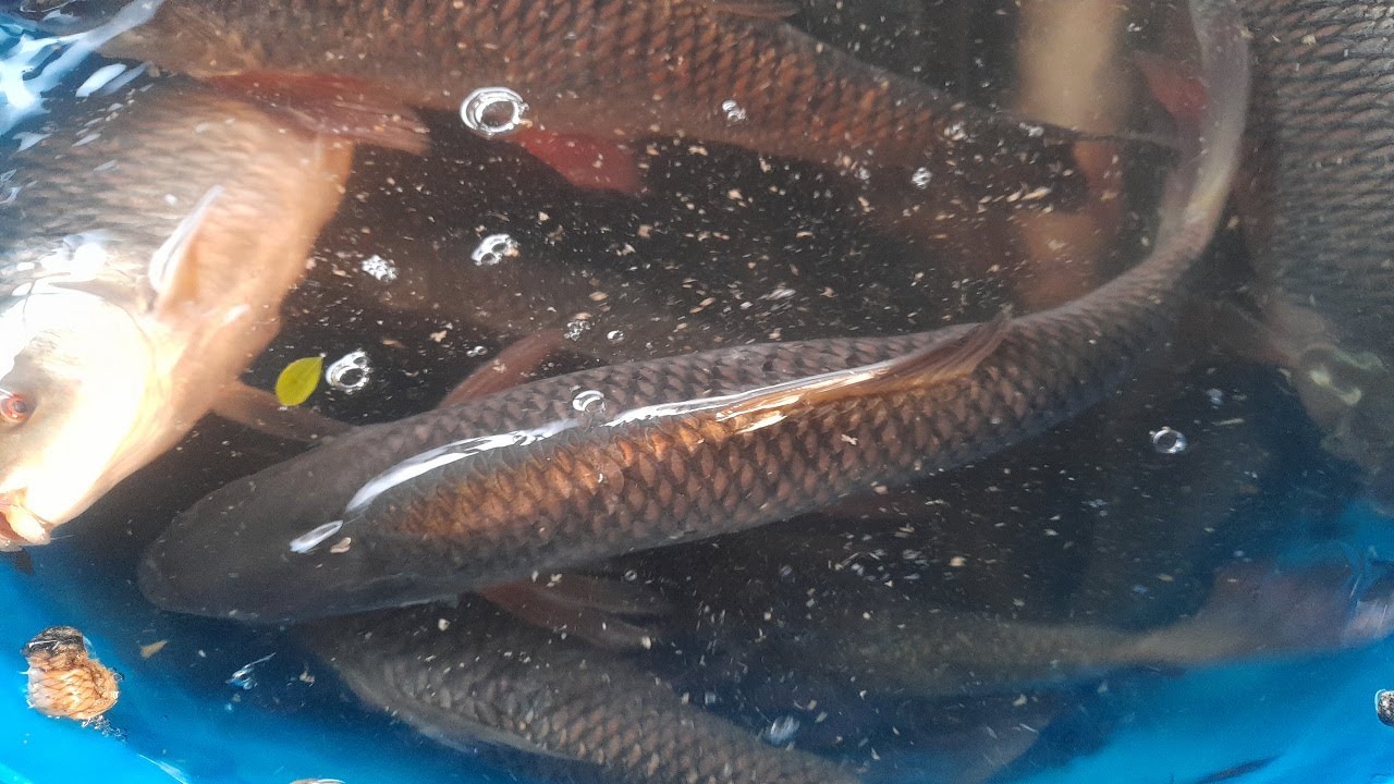 Live Roha Fish Group II Fishing brother -3 - YouTube