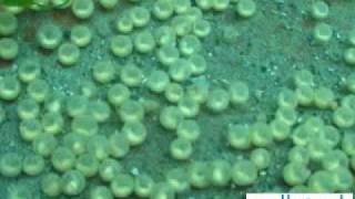 Pollutech EnviroQuatics Limited - Point Edward