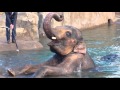 Oregon Zoo Elephants play in the new pool 1 of 2