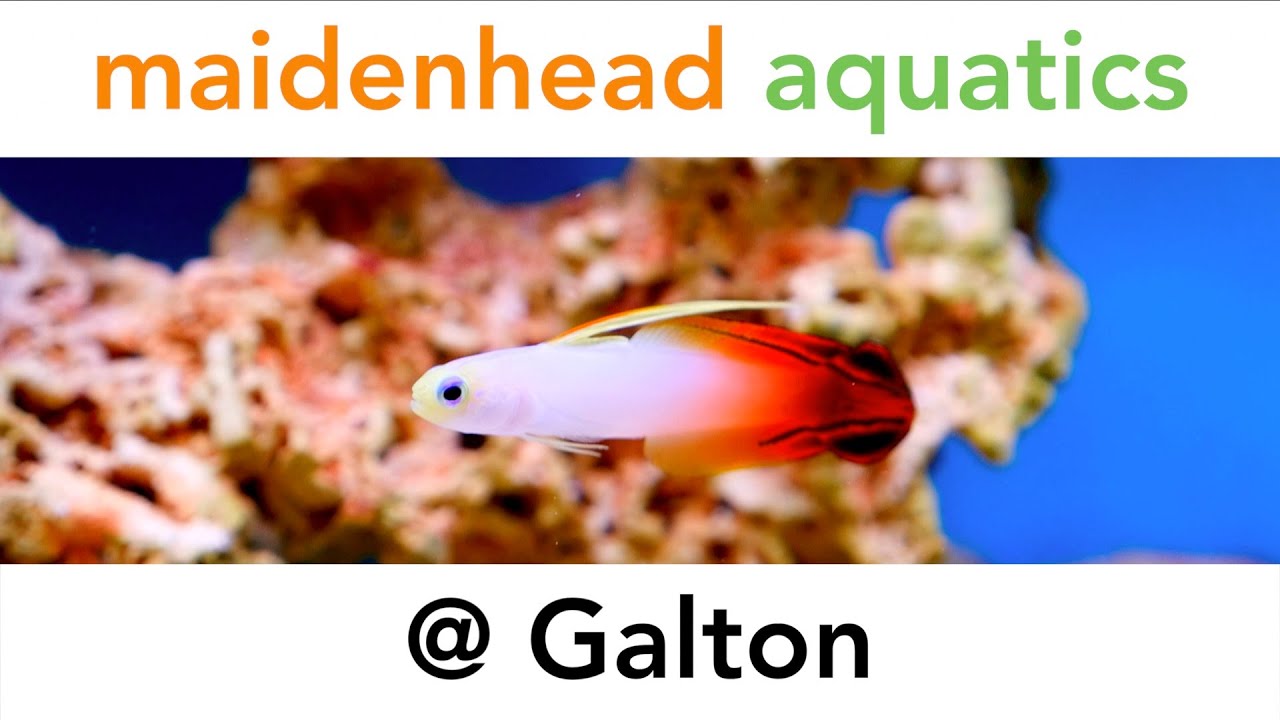 Galton Maidenhead Aquatics