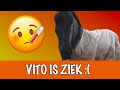 Wat is er met Vito aan de hand?! | PaardenpraatTV