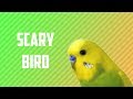 Scary bird  shortest horror