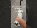 PENYELAMATAN KUCING LIAR DI JALAN BANTU JEMPOL LONCENGNYA, SEMOGA ADA YG INGIN BERBAGI DONASI#SHORT