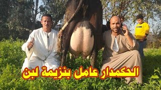 لا اول مره فى التاريخ الحكمدار بيعرض بقره بتحلب 65 كيلو لبن ف اليوم وهيسلم على كده ت01062921038