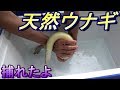 本流にウナギ筒仕掛けたら、大きな天然ウナギが捕れたよ