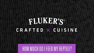 Crafted Cuisine - How Much Do I Feed My Reptile?