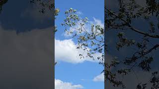Branching Sky #tree #branch #sky
