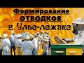 Формируем разные отводки в Улье- Лежаке!