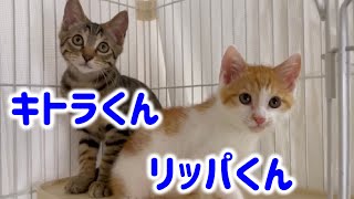 保護された場所は違えど本当の兄弟みたいな子猫達です