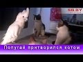 Попугай притворился котом