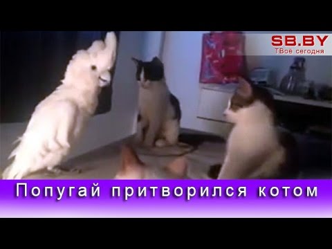 Попугай притворился котом