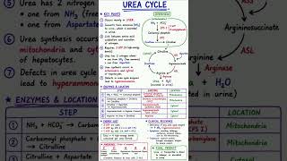 "Urea cycle"#shorts#biology#neet#ureacycle#ncert#class9th#class11th#class10th#class12th#science#exam