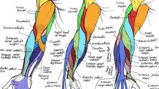 Muscle of arm / Anatomy by M.Asif