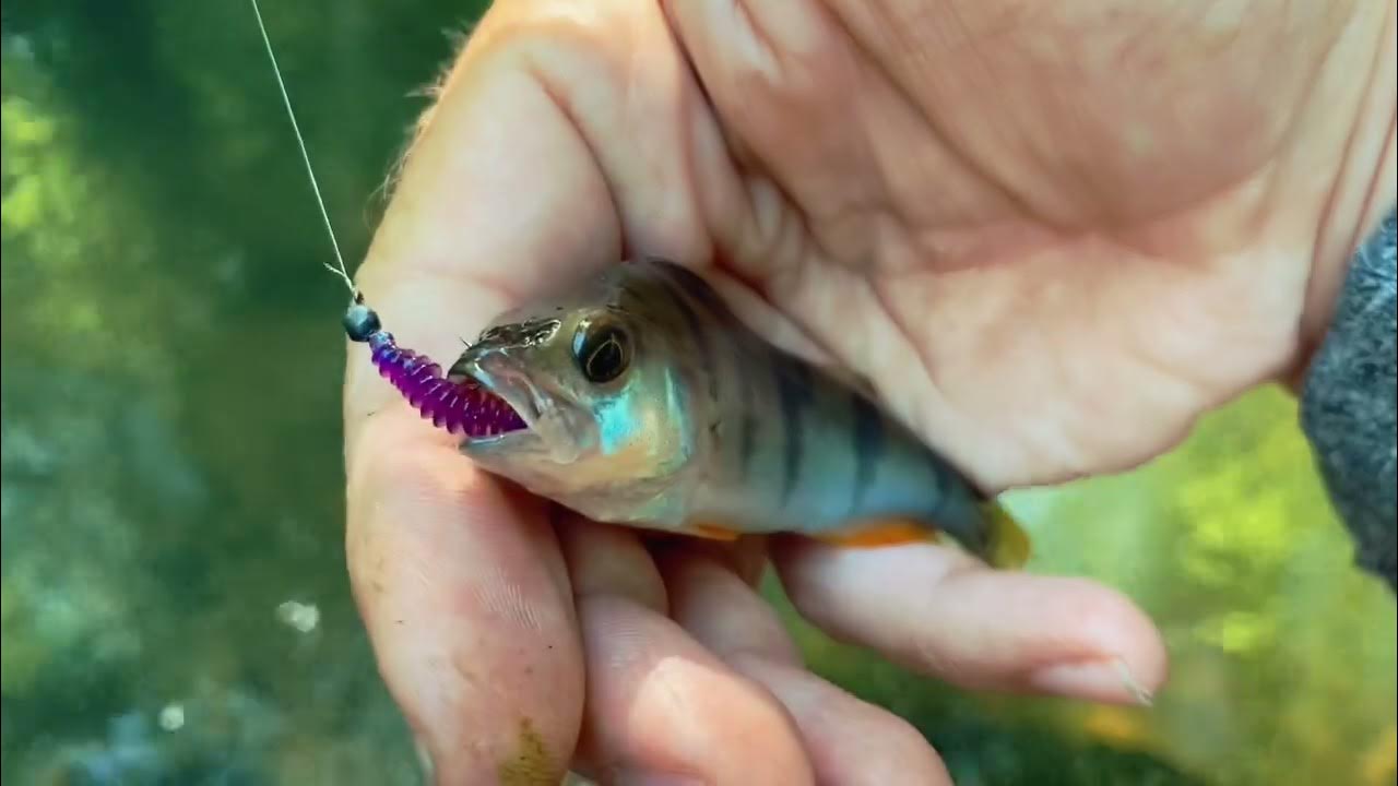Спиннинг Гаммарус! Мормышинг или Небольшая рыбалка со спиннингом ...
